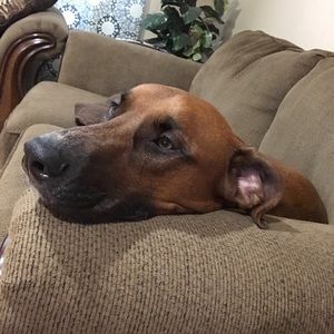 Meet your Posher, George